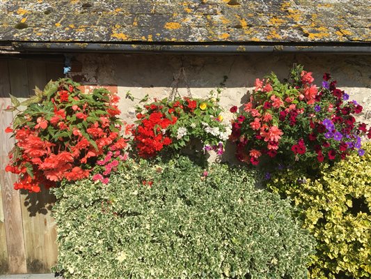 Hanging Baskets